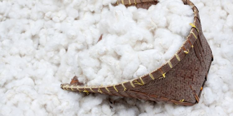 コットンの画像