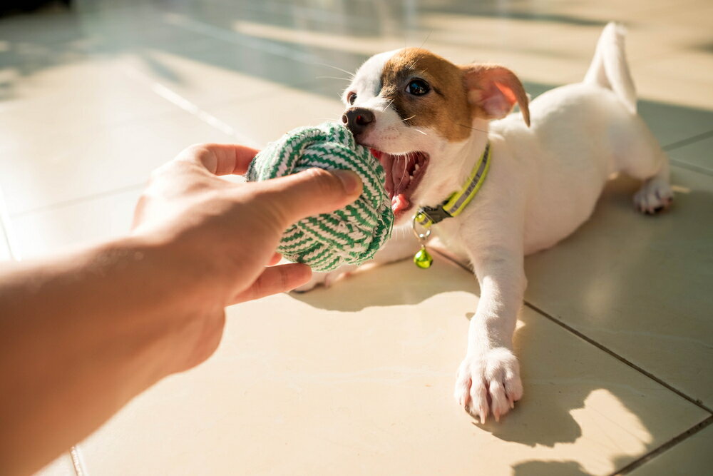 楽天市場 With Pet 犬の鳴き声の違いによって気持ちの変化を理解する