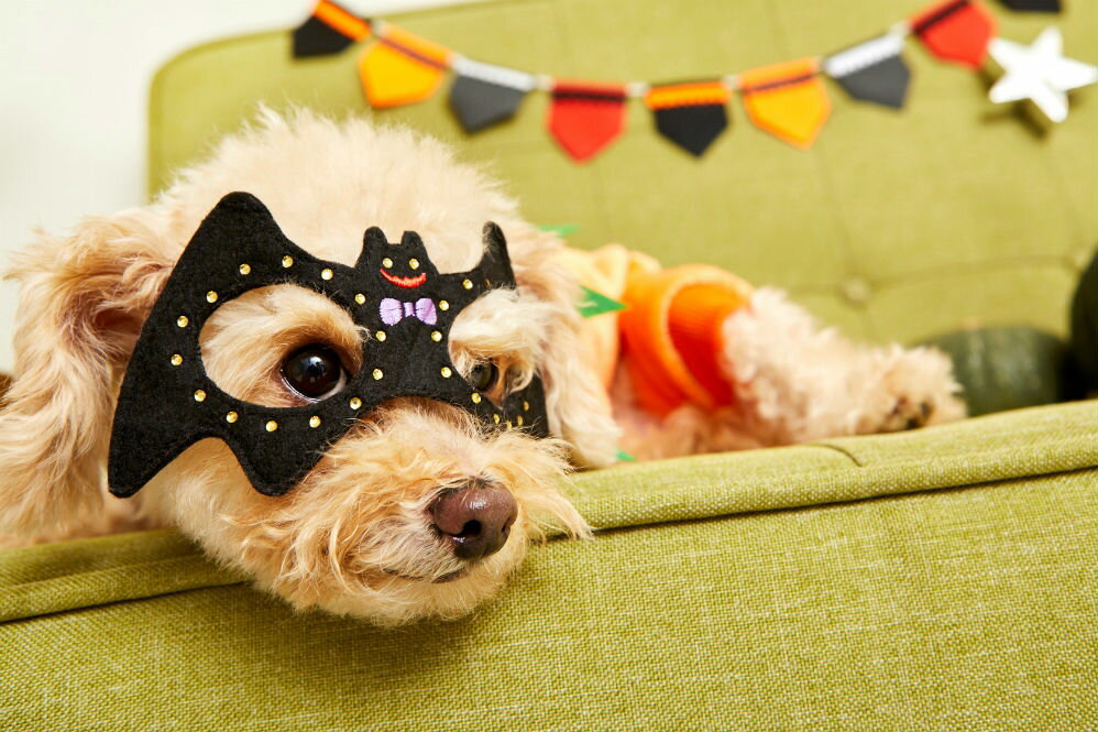 犬好きスタイリストが教える! 愛犬のハロ…