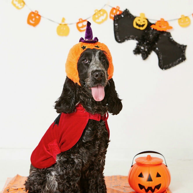 愛犬が嫌がらないハロウィンコスプレ衣装の…