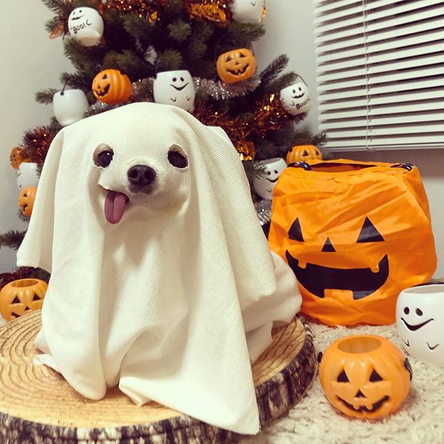 ハロウィンペットフォトコンテスト結果発表…