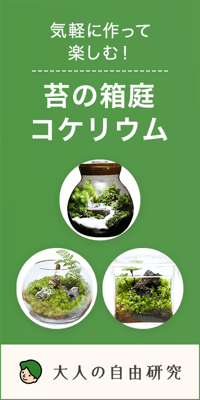 楽天市場 ポケモン テラリウム 9の通販