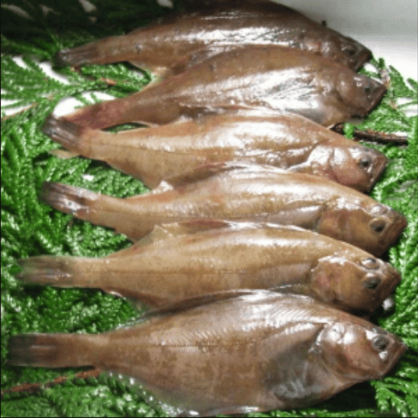 能登七尾漁港 ぴっちぴちの鮮魚セット