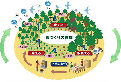 図解：森づくりの循環