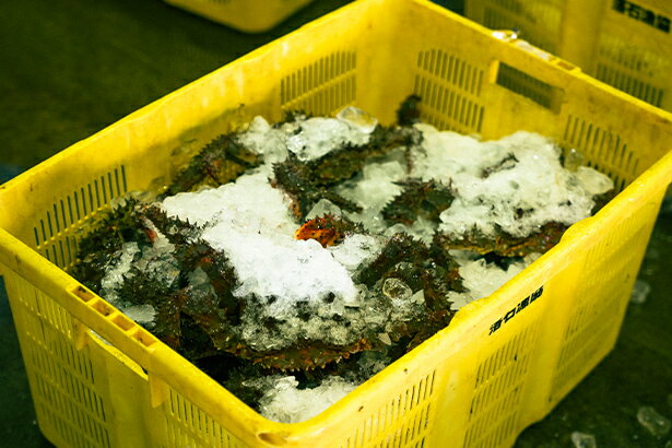 根室で水揚げされる、 希少な恵み