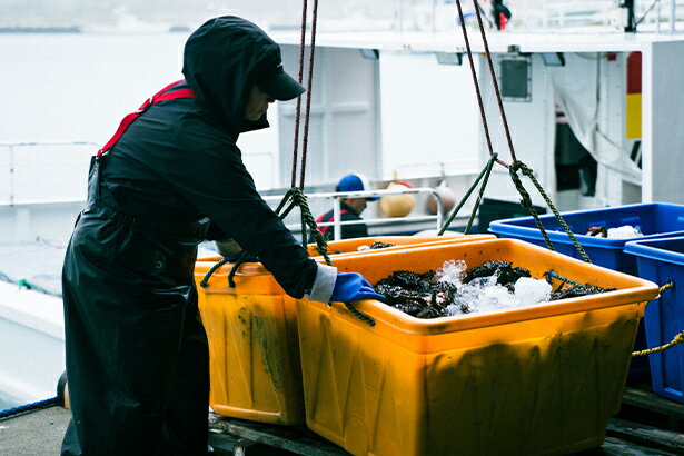 根室で水揚げされる、 希少な恵み