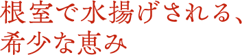 根室で水揚げされる、 希少な恵み