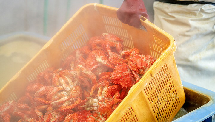 根室自慢の希少な「花咲がに」