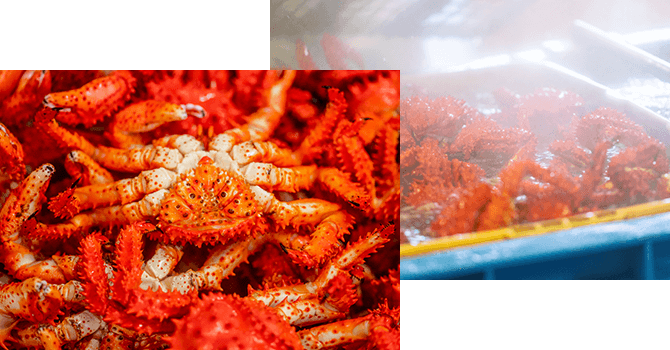 北海道根室市が誇るカニの魅力