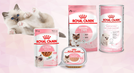 ロイヤルカナン_子猫キャンペーン