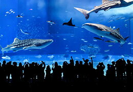 美ら海水族館