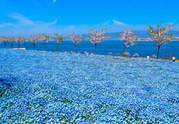 桜やネモフィラ、花の絶景スポットも！関西の4月のおすすめ観光スポット