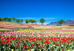 【全国】絶景のチューリップ畑を満喫！花観賞の名所