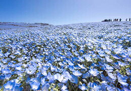 美しい青色の絨毯！全国の絶景ネモフィラ畑