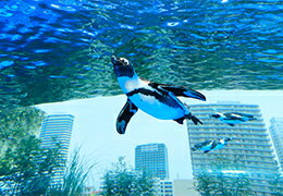 サンシャイン水族館