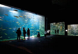 サケのふるさと 千歳水族館 