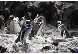 すみだ水族館