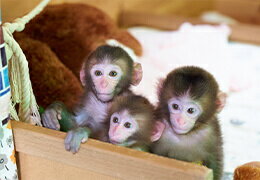 おさるランド＆アニタウン 日光さる軍団劇場