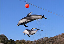 下田海中水族館
