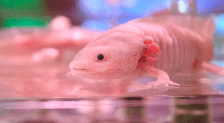 奈良「NARA IKIMONO MUSEUM」