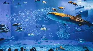 沖縄 美ら海水族館