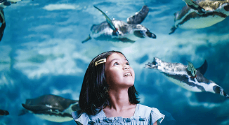 DMMかりゆし水族館