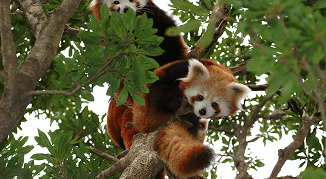 東伊豆 熱川バナナワニ園