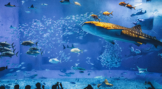 沖縄美ら海水族館