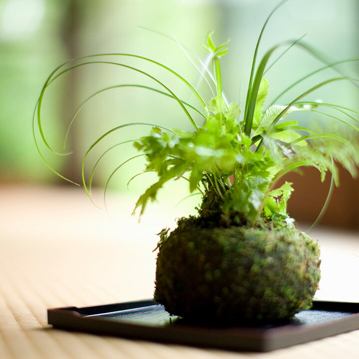 観葉植物・盆栽・フラワー