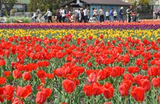 東京都羽村市のご紹介