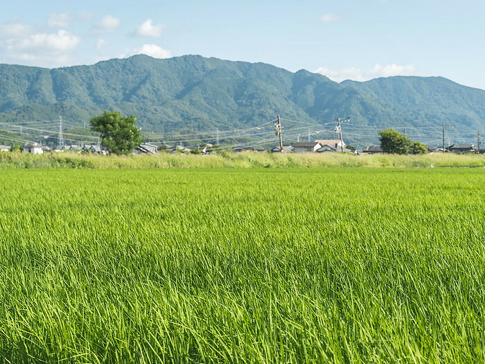 氷川の流域に広がる氷川町の農地