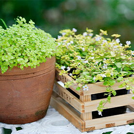 花・ガーデン・DIY