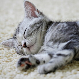 ペット・ペットグッズ