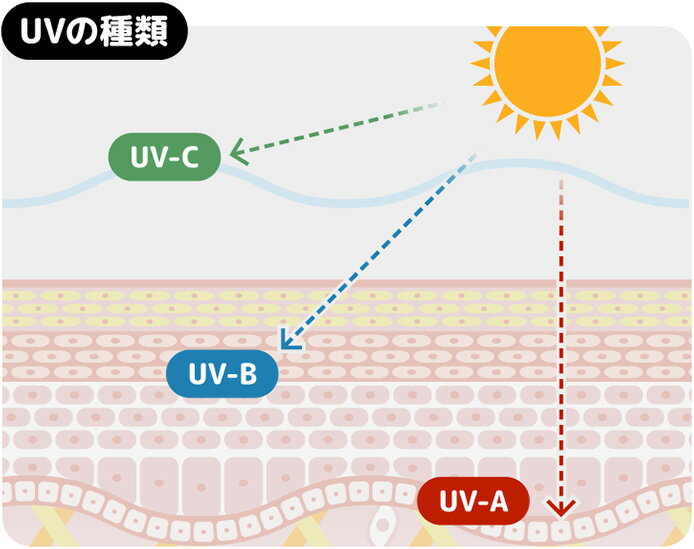 紫外線は「UV」とも呼ばれ、波長が長い順にUVAとUVB、UVCの3つがあります。