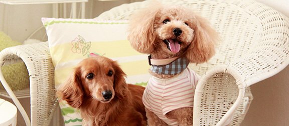 ペット向けグッズ