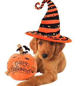 楽天市場 ハロウィン特集 ペット向けコスチューム 楽天市場 ハロウィン特集 ペット向けコスチューム
