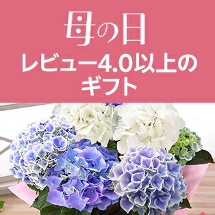 レビュー4.0以上