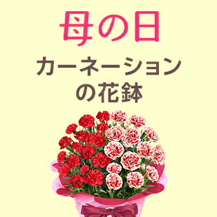 カーネーションの花鉢