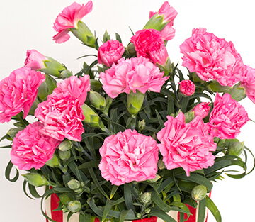 楽天市場 母の日ギフト プレゼント特集 グルメギフト 楽天市場 母の日ギフト プレゼント特集 グルメギフト