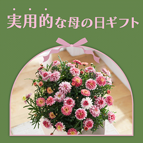 実用的な母の日ギフト