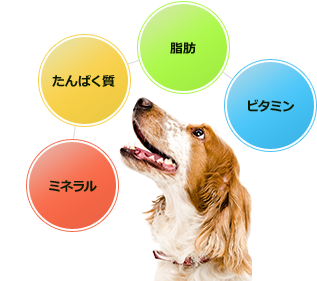 楽天市場 ドッグフードカタログ 愛犬にあったフード選びを