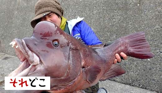 釣れば釣るほど抜け出せない「魚釣り」という底なし沼