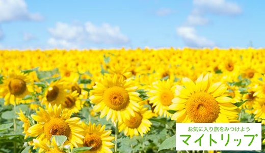 【最新版】全国ひまわり畑の名所！一面が黄色に染まる夏の絶景