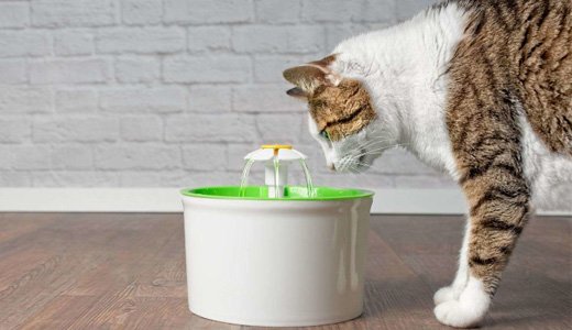 猫には自動給水器がぴったり！流れる水で水分補給