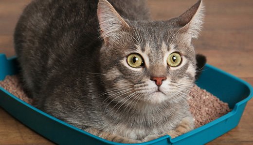 掃除が楽になる！おすすめの猫砂 システムトイレ編