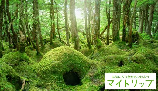 全国の美しい苔スポット21選！苔寺や渓流の大自然など