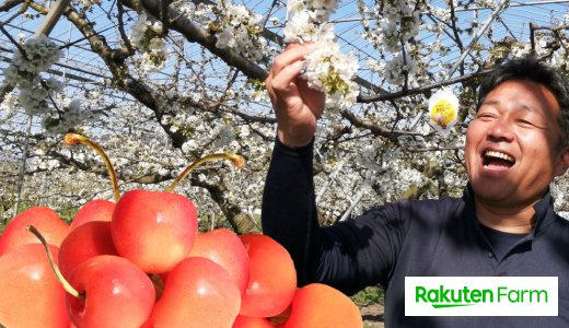 とにかくおいしい「滝口さんの佐藤錦」の秘密