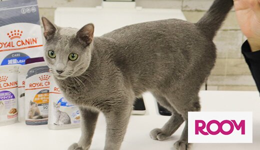愛猫の健康と幸せを。健康をサポートするフードの選び方