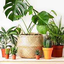 観葉植物・ガーデニング