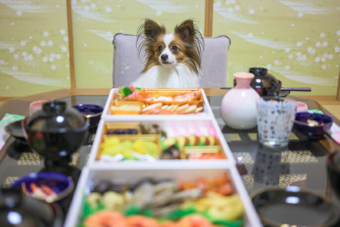 ペット用おせち（犬用 おせち）